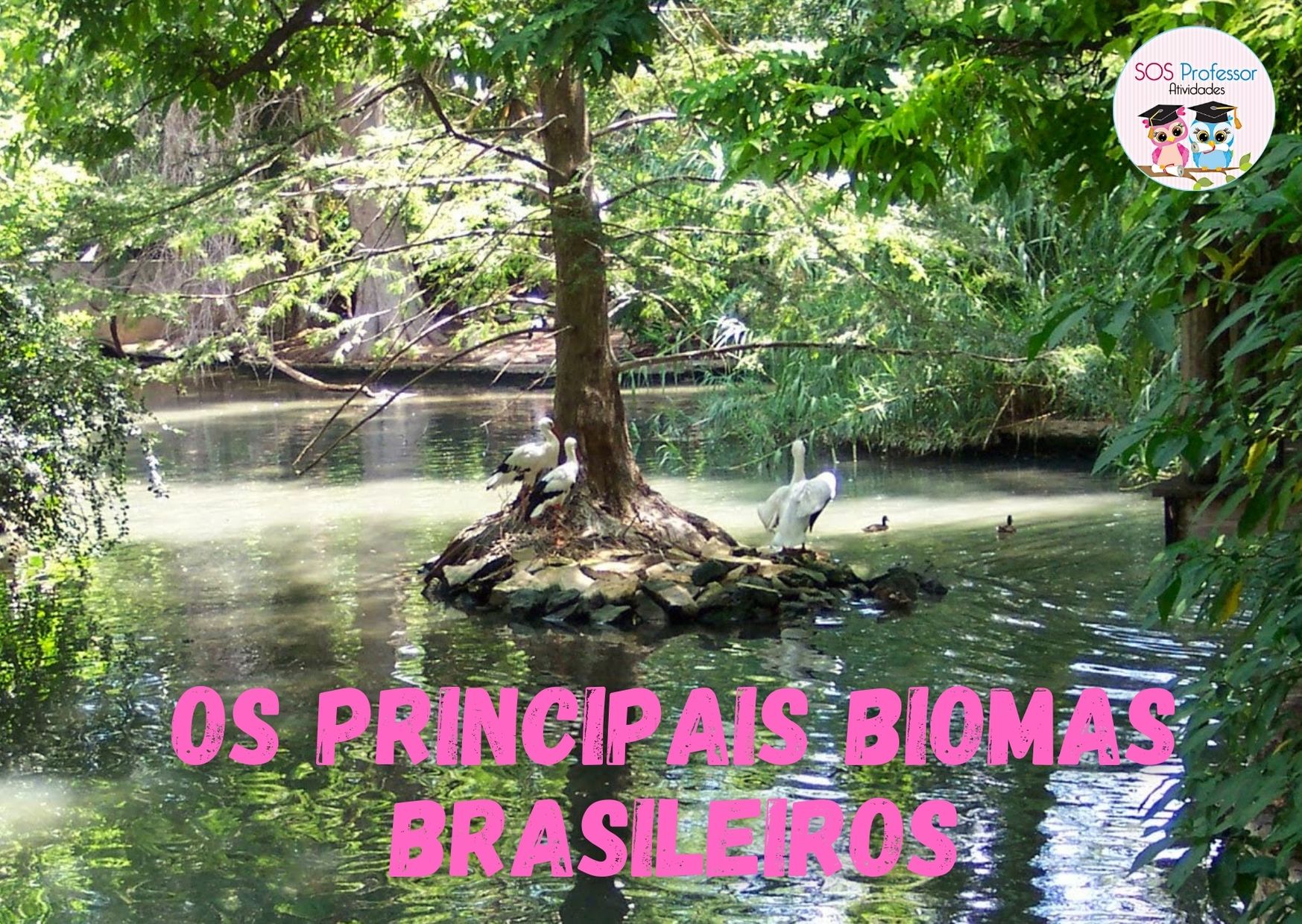 Os Principais Biomas Brasileiros Sos Professor Atividades Brasil