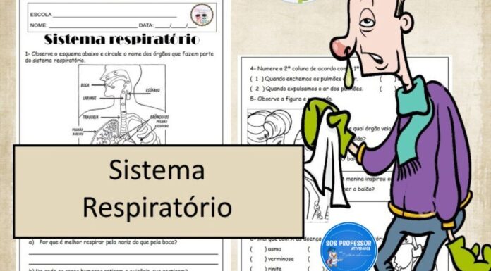 Sistema respiratório Sistema respiratório